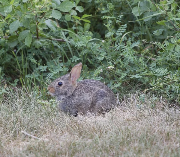 Çimenlere oturup Tavşan tavşan — Stok fotoğraf