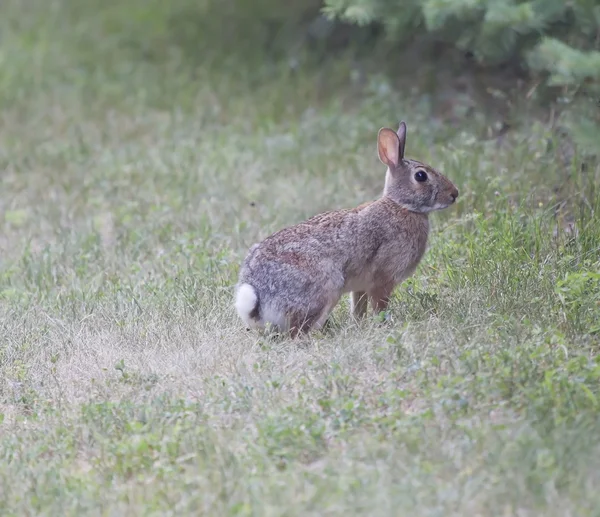A Cottontail Rabbit ready to bolt