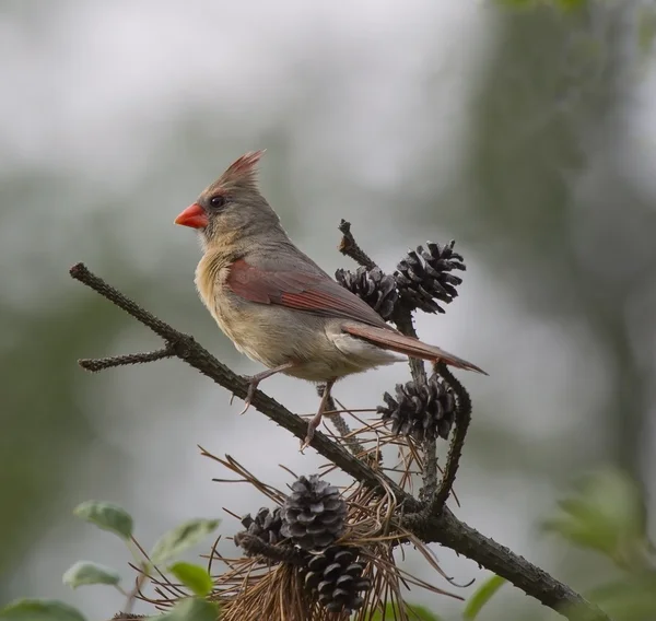 Kvinnelig kardinal i Pine Branch – stockfoto