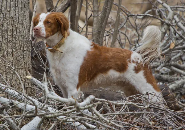 Brittany Spaniel with Tail standing at attention — Stock Photo, Image