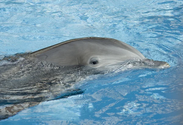 stock image Blue Dolphin Close Up