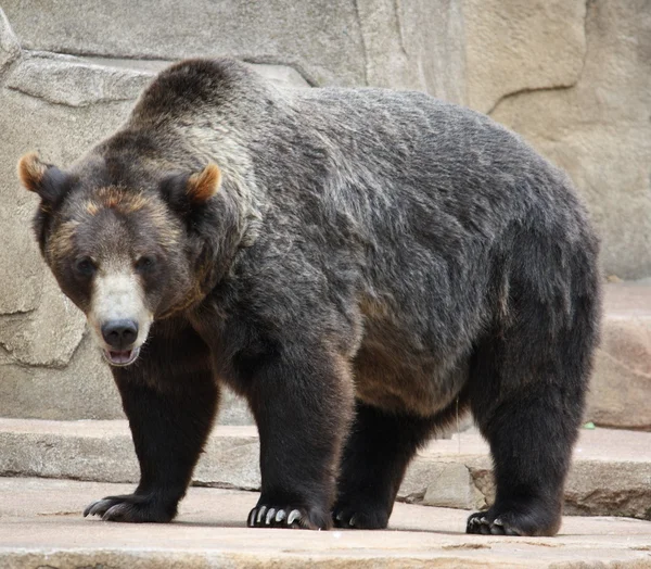 Μεγάλη μαύρη αρκούδα — Φωτογραφία Αρχείου