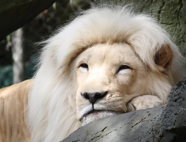 León blanco descansando — Foto de Stock