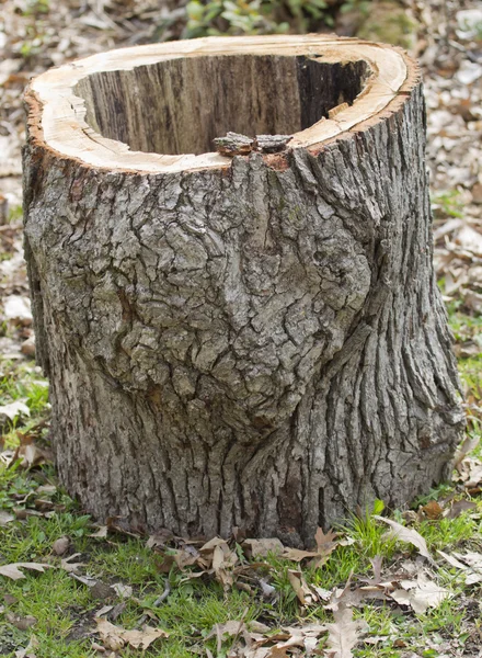 Hollowed out White Oak Log — Stock Photo, Image