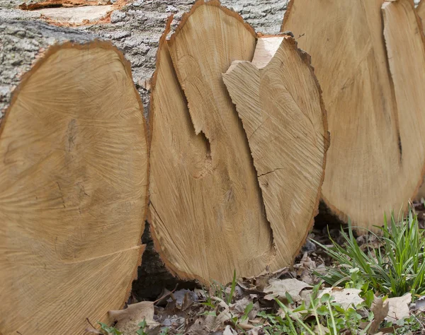 Stack of White Oak Tree Logs — ストック写真