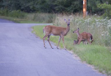 Doe and two fawns clipart