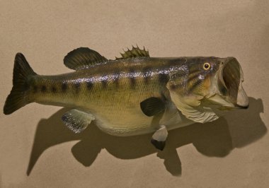 Huge Largemouth Bass Mount clipart