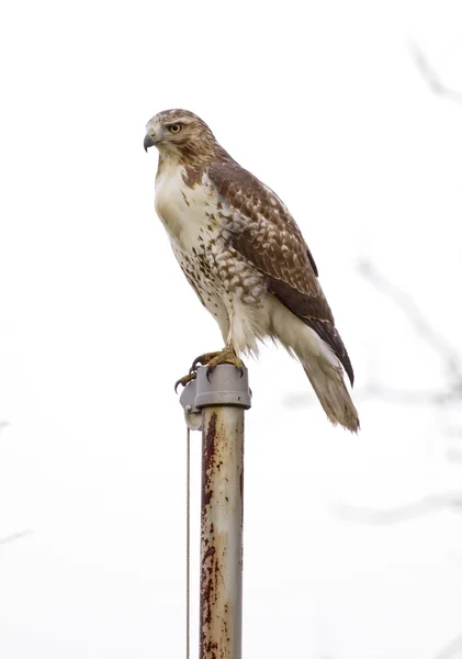 stock image Big Hawk atop an old flag pole.