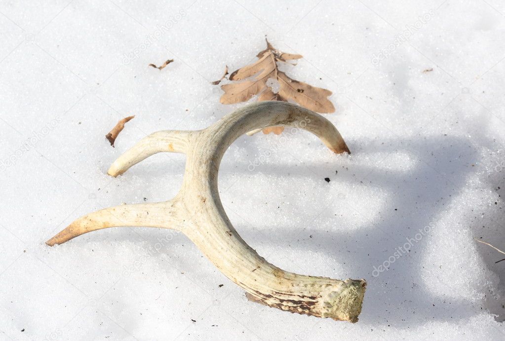 Shed Antler in Snow.
