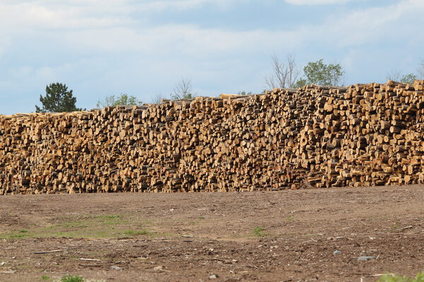 Huge stack of logs at the sawmill