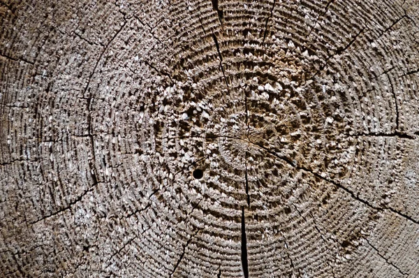 stock image Cut down a tree with rings