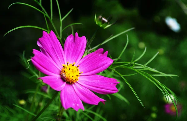 stock image Flower