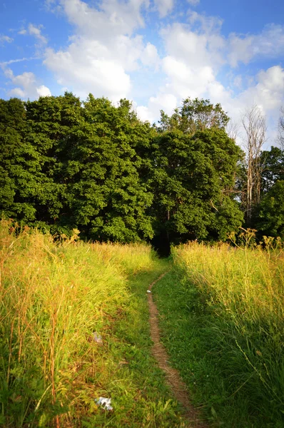 Path in the woods