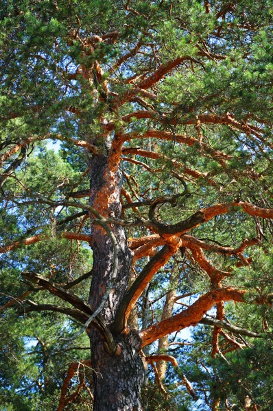 stock image Pine in the forest