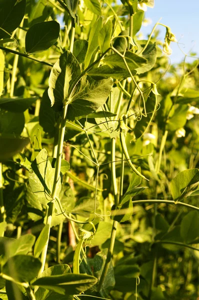 stock image Bush pea