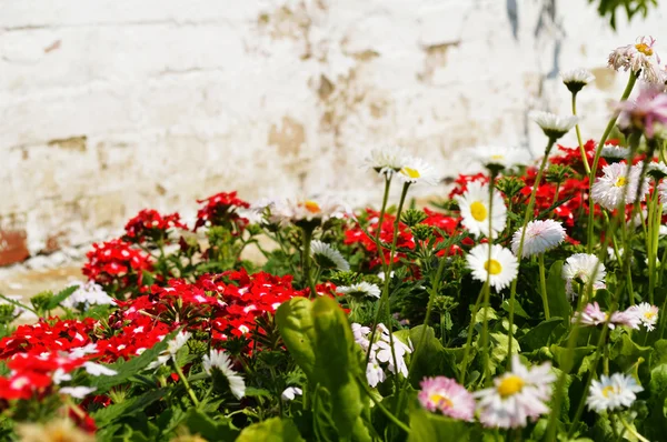 stock image Flower bed