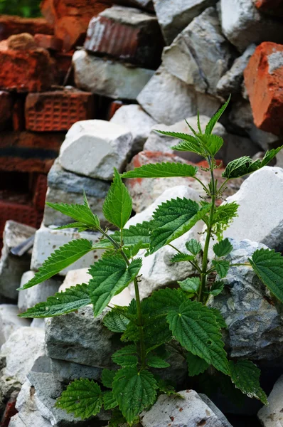 Nettles tuğla üzerinde