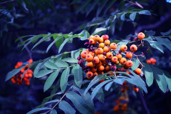 Rowan 'ın bir kolu