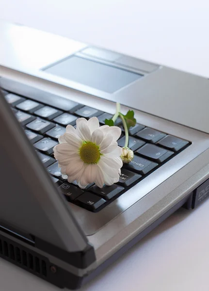 Közelkép a fehér virág egy laptop — Stock Fotó