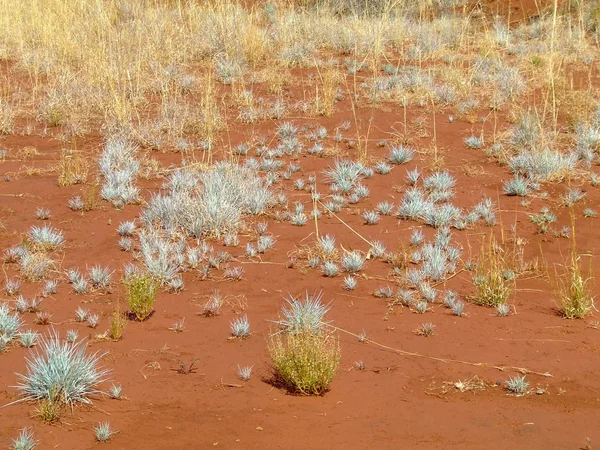 stock image Wonders of the Australian Outback
