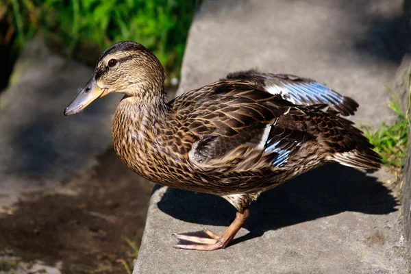 stock image Beautiful duck