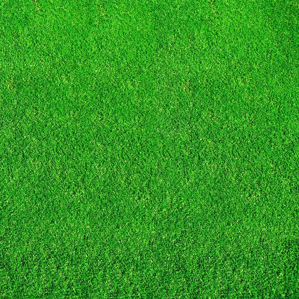 Extremt grönt gräs — Stockfoto