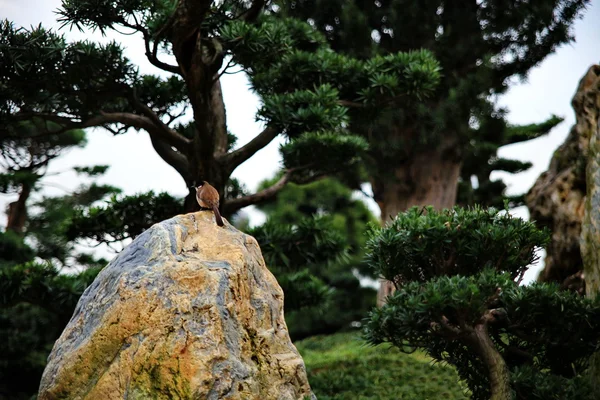 Vogel auf einem Stein — Stockfoto