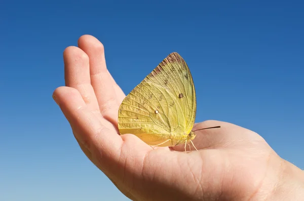 stock image Butterfly hand the child