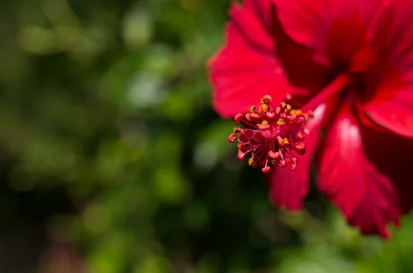 stock image Chinese rose