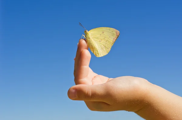 stock image Butterfly hand the child