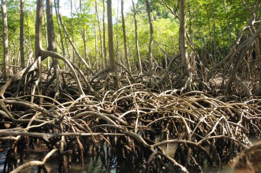 tropikal mangrov ağacı