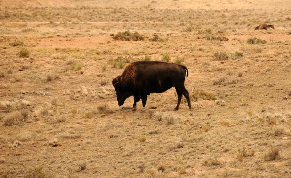 Vahşi bison — Stok fotoğraf