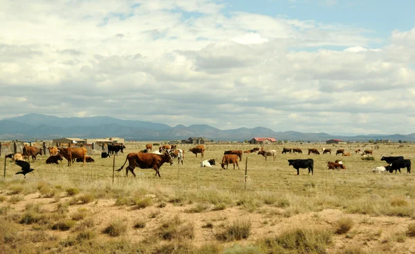Ранчо великої рогатої худоби — стокове фото