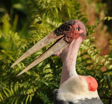 Marabou Stork head closeup clipart