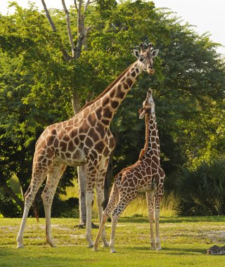 Mother and cub giraffe clipart