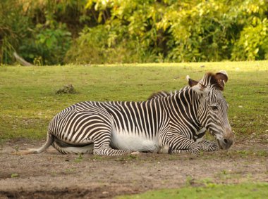 istirahat zebra