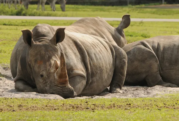 Rhinocéros au repos — Photo