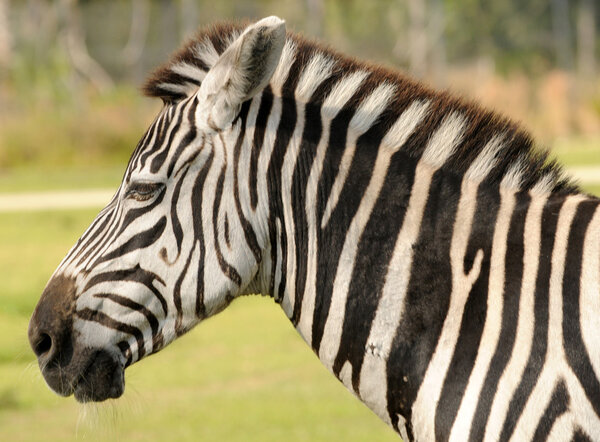 Zebra head profile view closeup