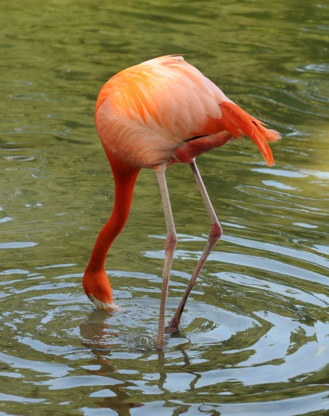 Flamingo krmení — Stock fotografie