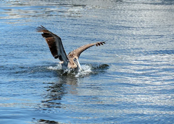 Бурый пеликан в воде — стоковое фото