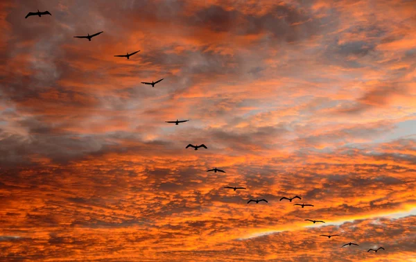 Pélicans dans les vols — Photo