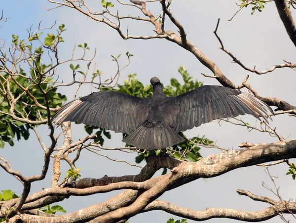 Vulture on a tree — Stock Photo, Image