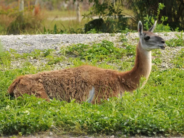 Lamas auf einem Bauernhof — Stockfoto
