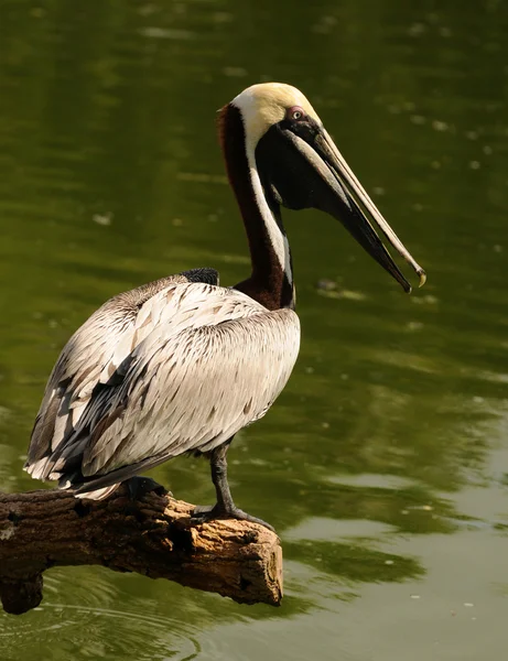 Brauner Pelikan — Stockfoto