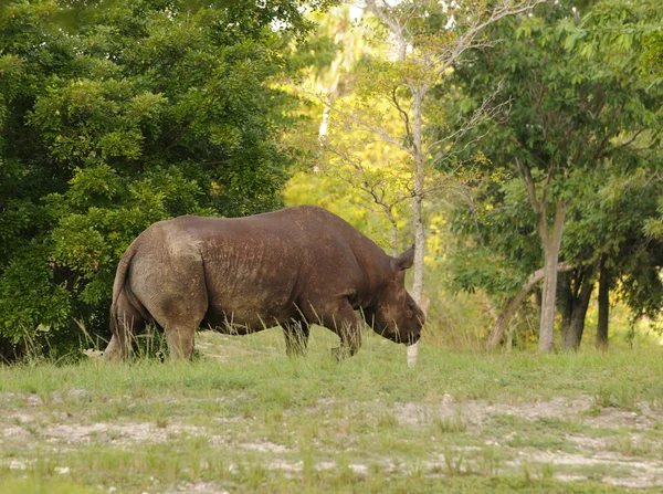 Rhinocéros dans la nature — Photo