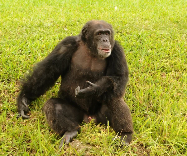 Chimpancé en la naturaleza — Foto de Stock