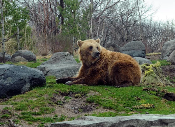 Urso marrom na natureza — Fotografia de Stock