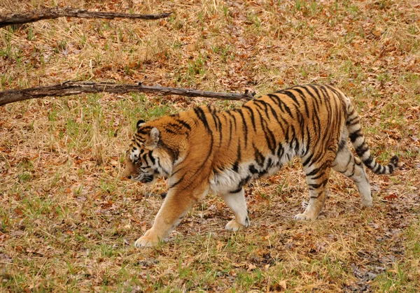 Tiger in freier Wildbahn — Stockfoto