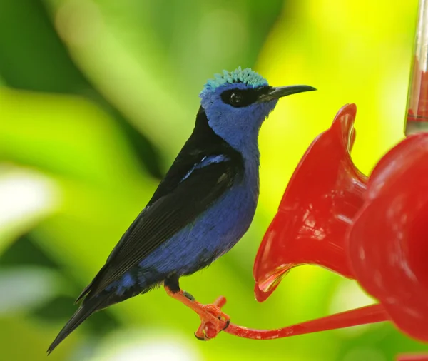Blue bird on a feeder — Stock Photo, Image
