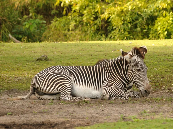 Zebra odpoczynku — Zdjęcie stockowe